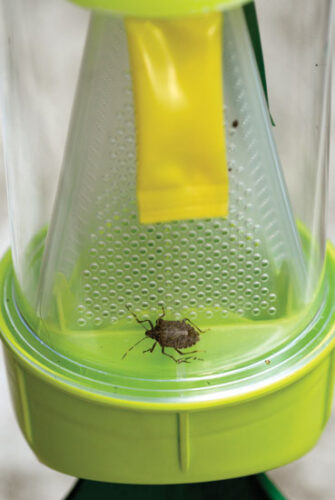 Heirloom Expert: Stink Bugs Run Rampant